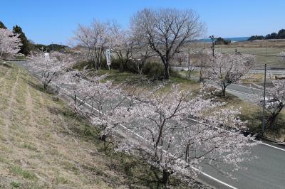 JA福島さくら前の桜の写真