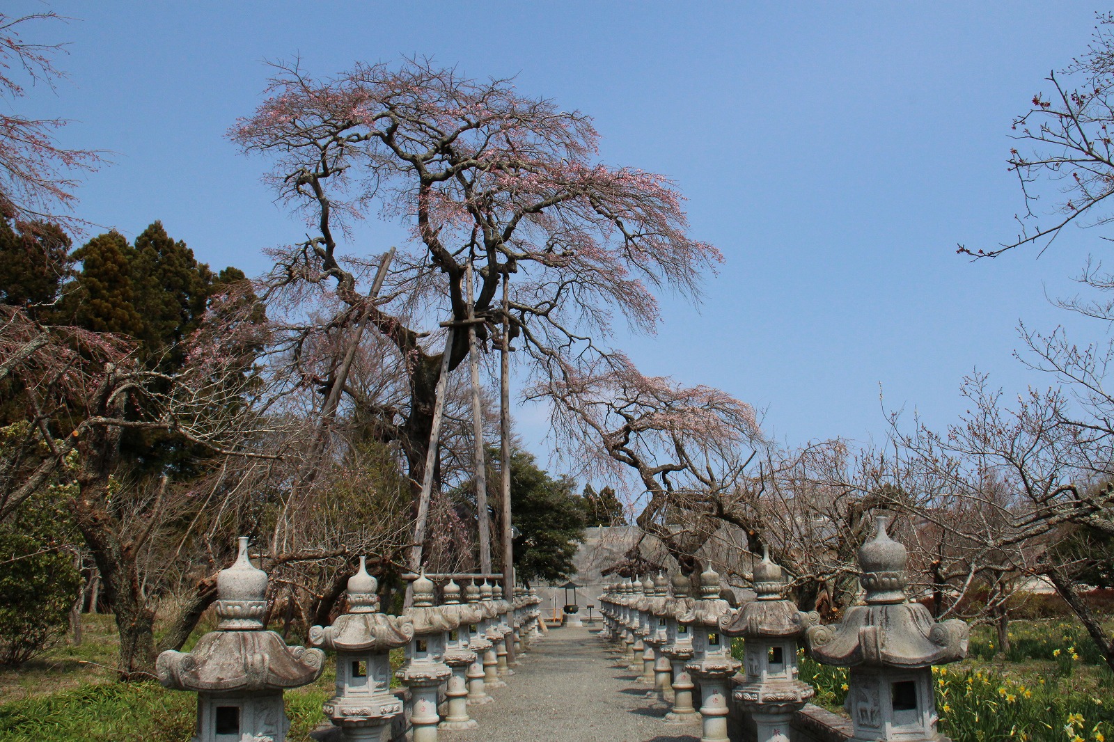 宝泉寺のしだれ桜1