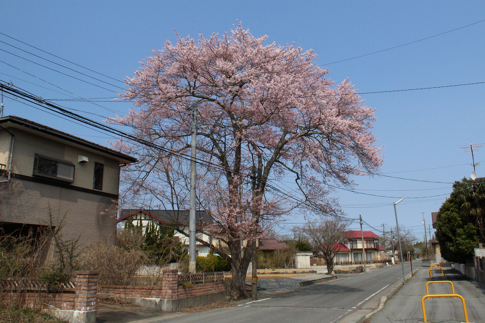 桜地区住宅街