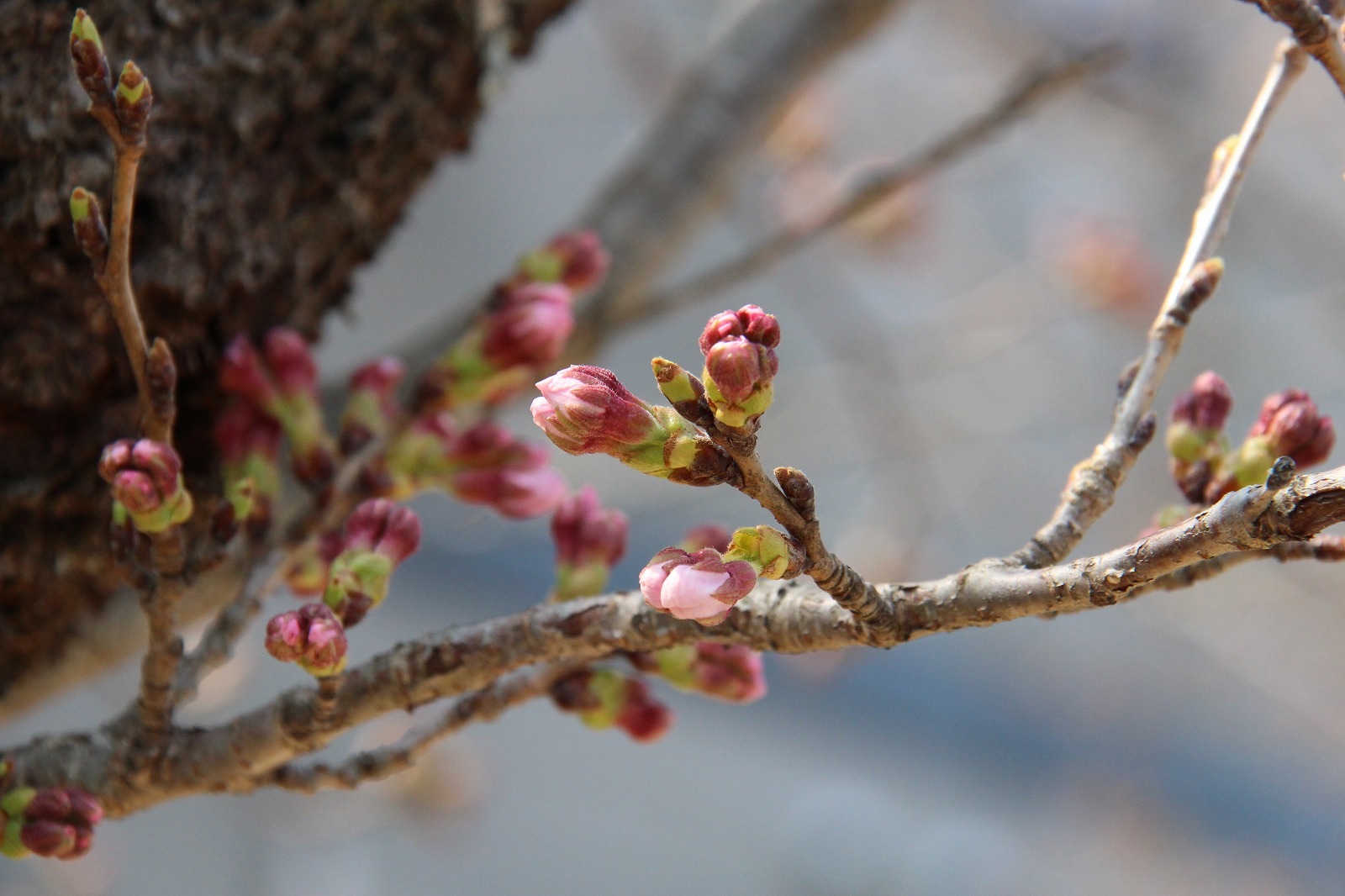 桜通り2