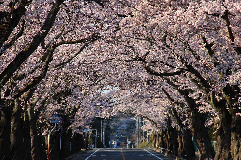 富岡二中前の写真