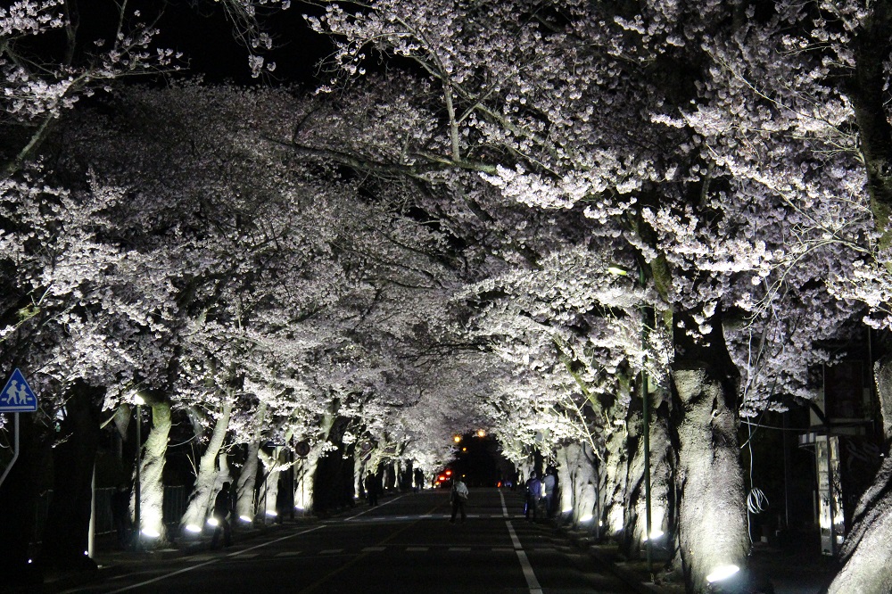 富岡二中前（ライトアップ）の写真