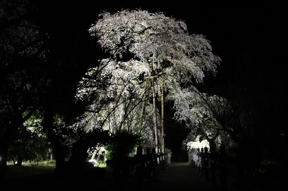 宝泉寺（ライトアップ）の写真