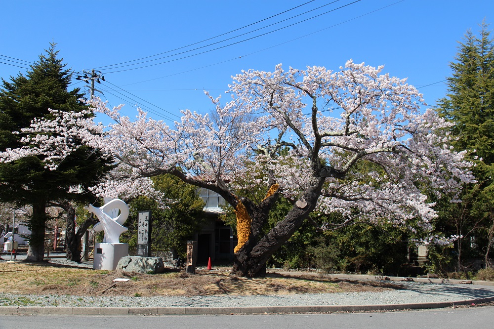 旧開花基準木の写真