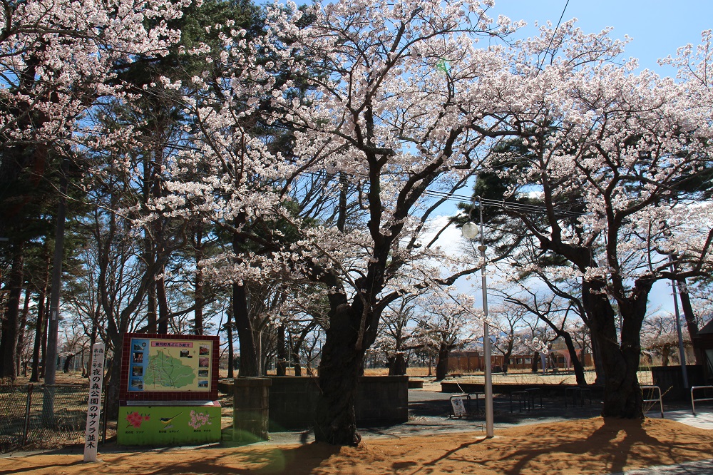 夜ノ森公園の写真