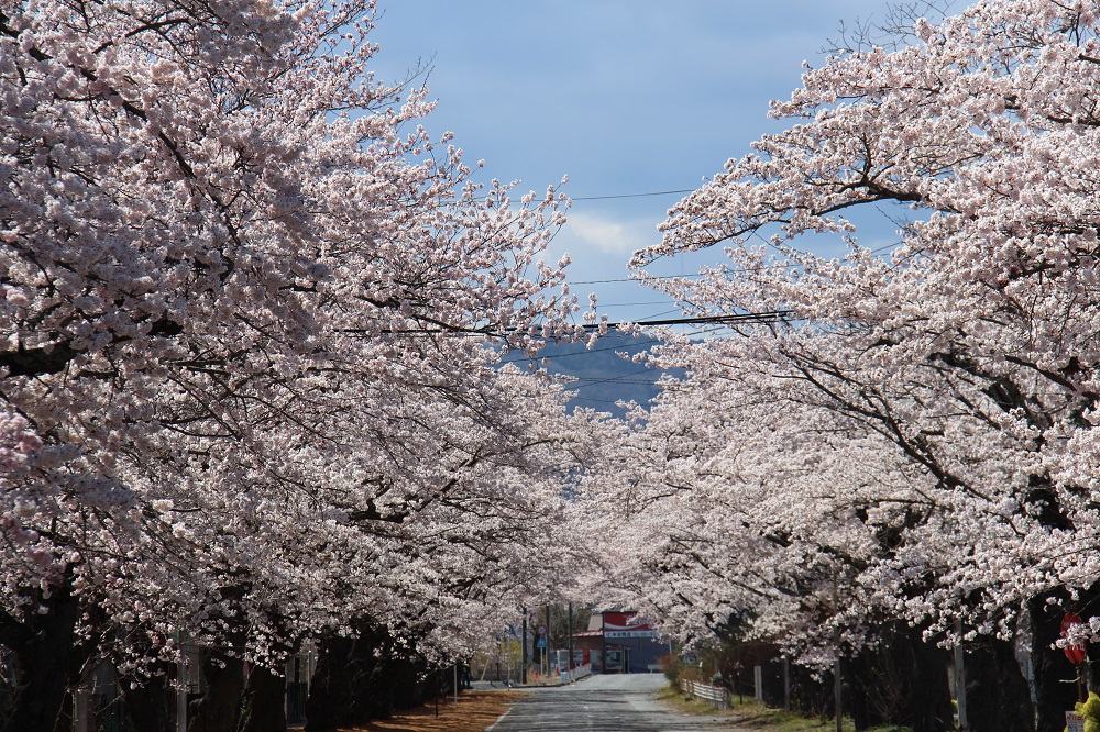 桜通りの写真