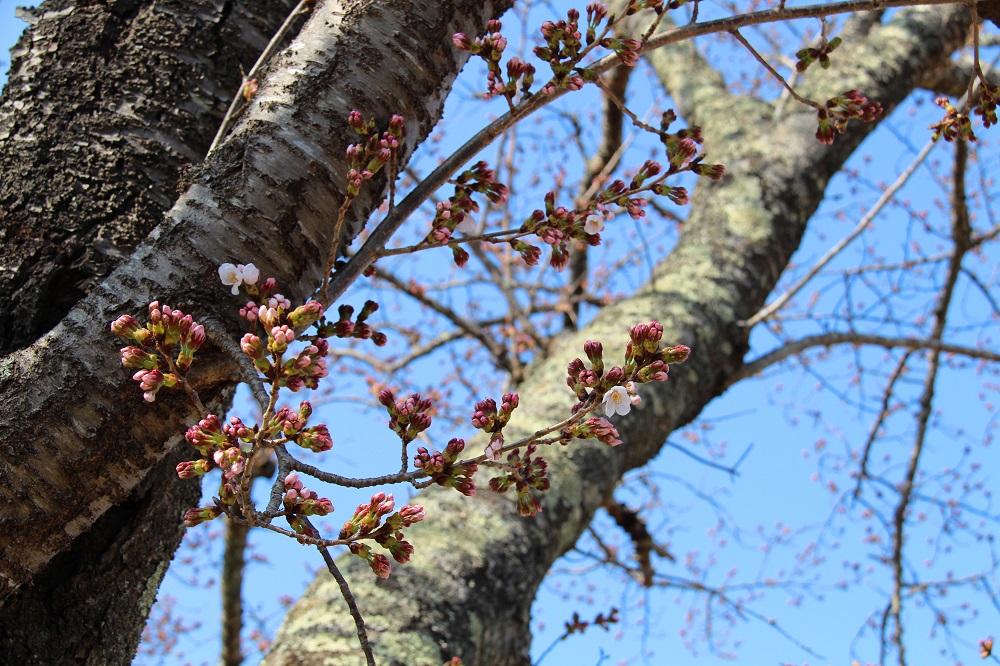咲き始めた西原～清水通りの桜（1）