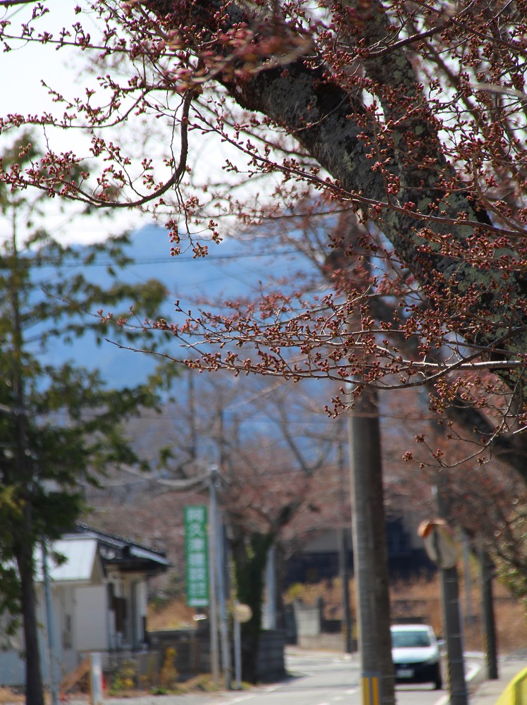満開を待つ西原～清水通りの桜1