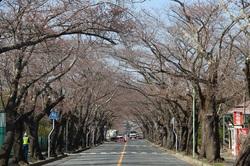 【3月28日】開花前の桜のトンネル写真