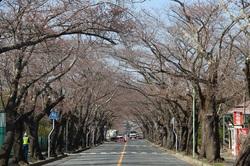 【3月28日】開花前の桜のトンネル写真