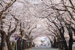 【4月2日】開花後の桜のトンネル写真