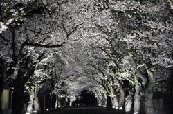 【4月3日】夜にライトアップされた桜のトンネル写真