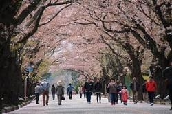 【4月8日】たくさんの人が通っている桜のトンネル写真