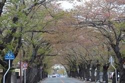 【4月12日】ピンク色から新緑へと変化している桜のトンネル写真