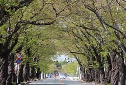【4月16日】葉桜になった桜のトンネル写真