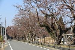 【3月28日】道路に沿って並んでいる開花前の桜の木の写真