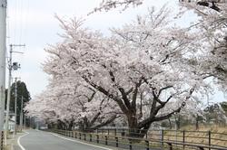 【4月2日】道路に沿って並んでいる開花後の桜の木の写真