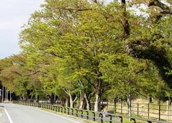 【4月16日】道路に沿って並んでいる葉桜になった桜の木の写真