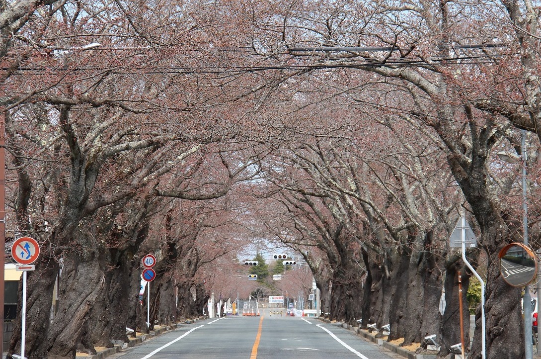 開花間近の桜のトンネルの写真