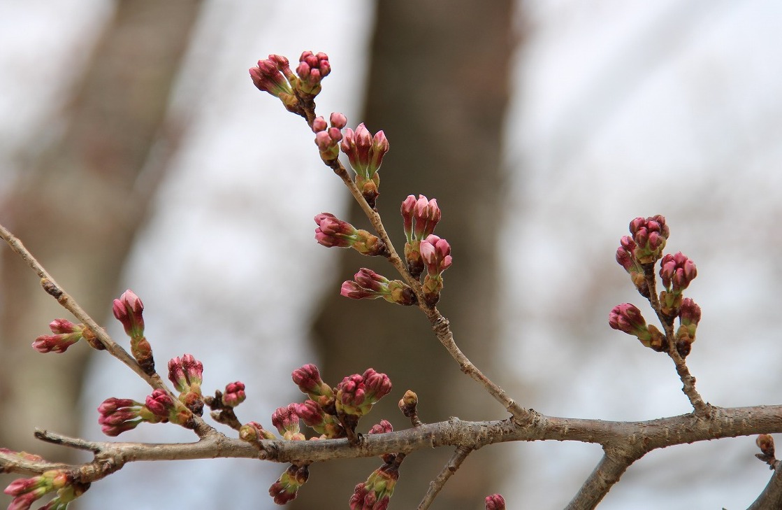 開花間近の桜の蕾のアップ写真の拡大写真