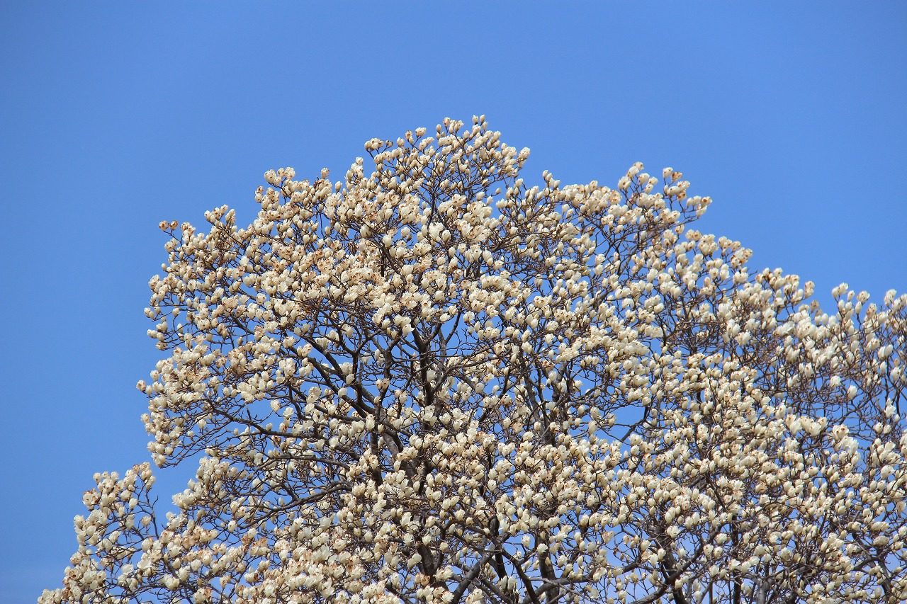 関さん宅の白モクレンの花拡大写真