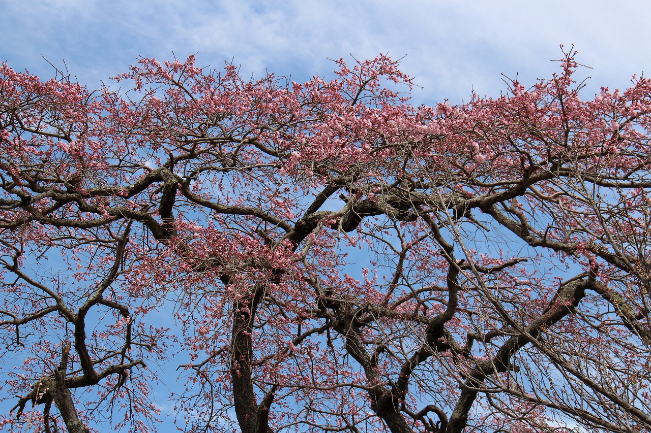 宝泉寺のしだれ桜の拡大写真