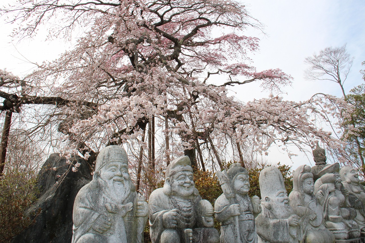 宝泉寺のしだれ桜と七福神