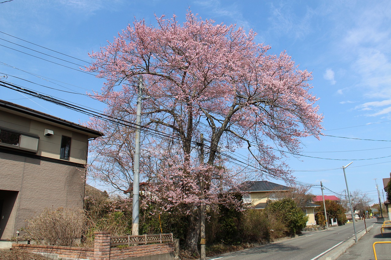 桜地区