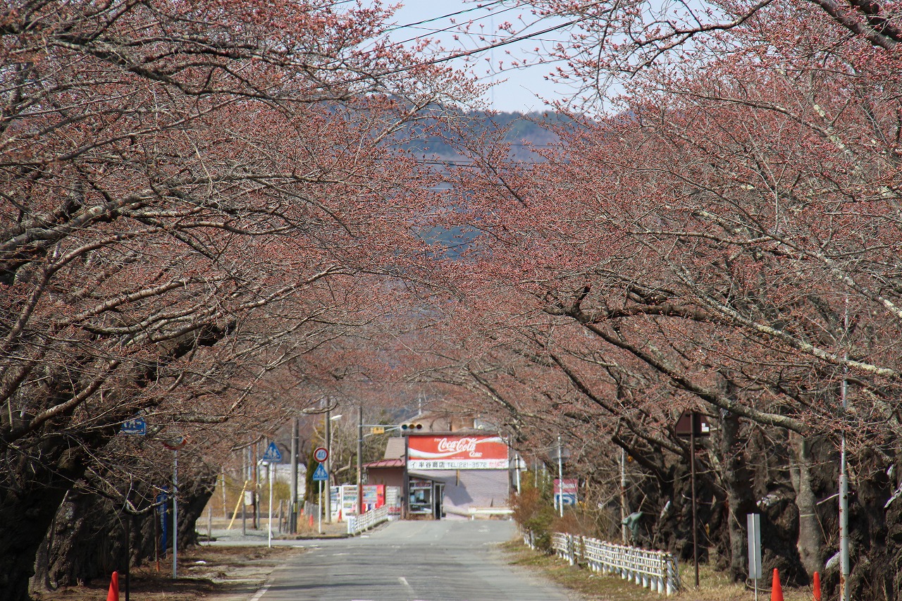 桜通り