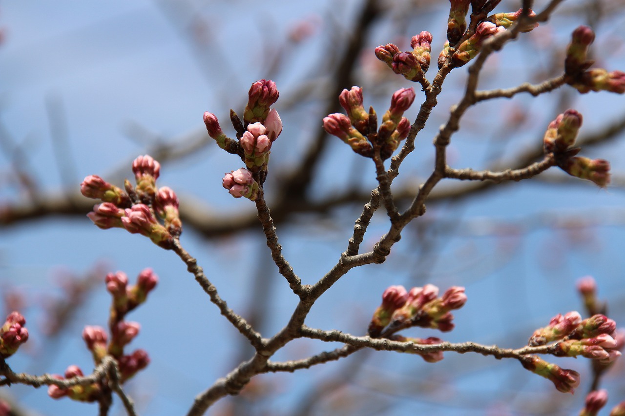 桜通りの桜のつぼみ