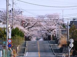富岡二中前の桜が満開した坂道の写真
