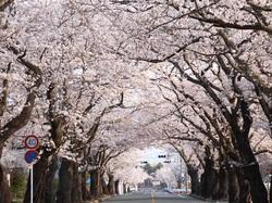 満開した桜のトンネル写真