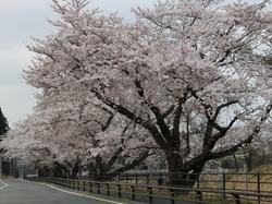 道路沿いの満開した桜の木の写真