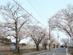 西原（富岡保育所前）の桜が満開した道路の写真