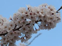 桜の満開したアップの写真