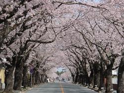 富岡二中前の満開した桜のトンネルの写真