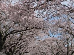 満開した桜の木の下から見た写真