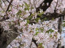 満開した桜のアップの写真