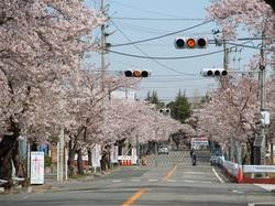 道路沿いの満開した桜の写真