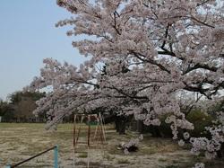 富岡第二小学校の運動場の満開した桜の写真