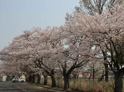 道路沿いの満開した桜の木の写真
