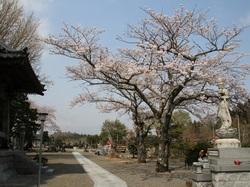 地蔵院内と満開した桜の木の写真