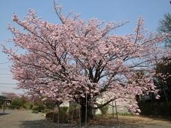 満開した桜の木の写真
