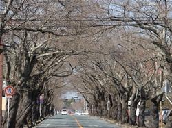 開花間近の桜のトンネルの写真