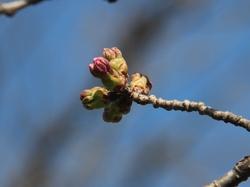 開花間近の桜の蕾のアップ写真