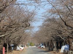 桜通り付近の桜のトンネルの写真