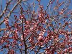 夜ノ森駅前の桜の花のアップの写真