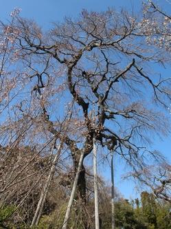 宝泉寺のしだれ桜の写真