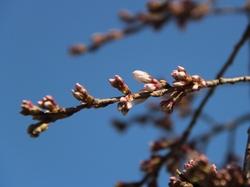 宝泉寺のしだれ桜の花のアップ写真