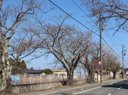 西原～清水通りの桜の写真